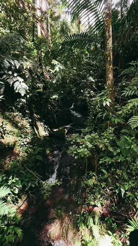 Waterfall, walking through the forest, forest, tree, nature, green, Stock Footage 233624130