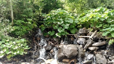 Waterfall water flowing from mountain forest landscape Fast flowing liquid among Stock Footage 116720944