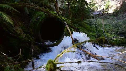 Waterfall from water pipe covered in moss in the forest   Stock Footage 237785120