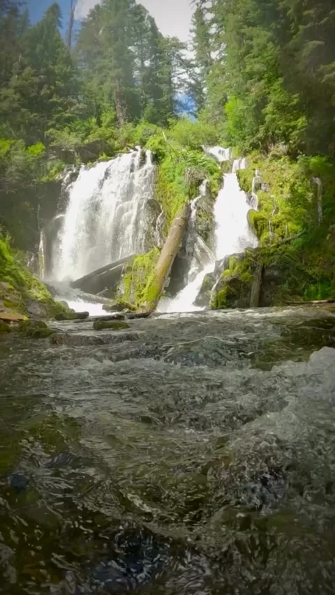 Waterfall in the woods with plants Stock Footage 273978066
