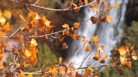 WaterFallLeaves Stock-Footage 542754