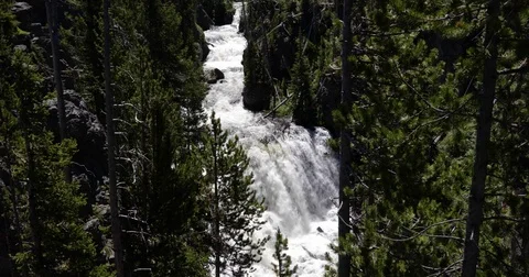 Waterfalls between pine trees 4k 24fps Stock Footage 79294264