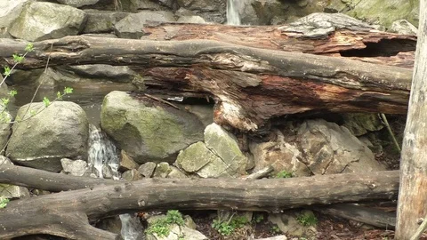Waterfalls cascades down through fallen trees and moss covered rocks Stock Footage 74494872