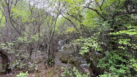 Waterfalls Flowing Through Green Forest in Jiuzhaigou Valley, Sichuan, China Stock-Footage 337007354