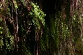 Waterfalls G 06 Fern Footage