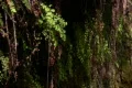 Waterfalls G 06 Fern Web Footage