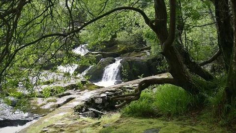 Waterfalls surrounded by greenery of forest vegetation 스톡 동영상 78659780