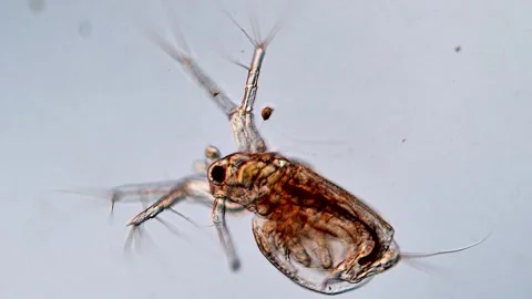 WaterFleas under microscopy view 200x magnification 스톡 동영상 317005997