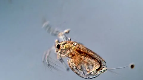 WaterFleas under microscopy view, DIC microscope 库存影片 317005996