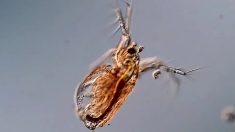WaterFleas under microscopy view, DIC microscope Vídeos de archivo 317006086