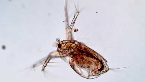 WaterFleas under microscopy view Vídeos de archivo 317005913