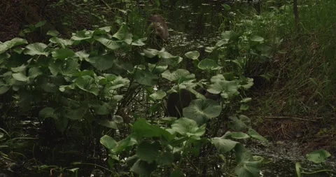 The waterflower of the ondatra with appetite eats the plants in the pond. An Stock Footage 317889988