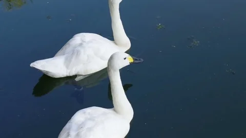 Waterfowl birds. Stock Footage 78679482