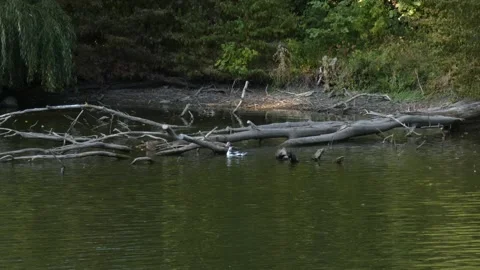 Waterfowl birds perching on fallen tree trunk in pond Stock Footage 340263833