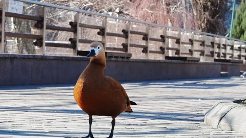 Waterfowl . Concept of the arrival of spring. Stock Footage 171415760