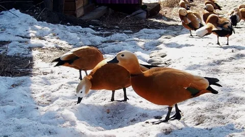 Waterfowl . Concept of the arrival of spring. Stock Footage 171415765