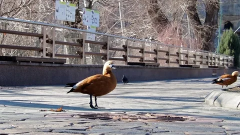 Waterfowl . Concept of the arrival of spring. Stock Footage 171415766