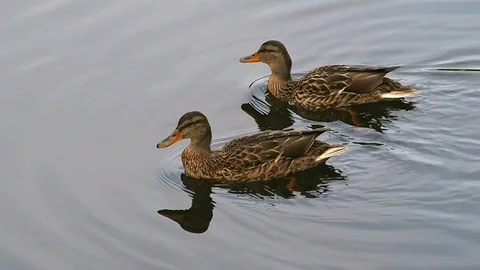 Waterfowl ducks on the water close. Stock Footage