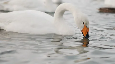 Waterfowl feeding activity captured in overcast winter light. Multiple swans and Stock Footage 338446965