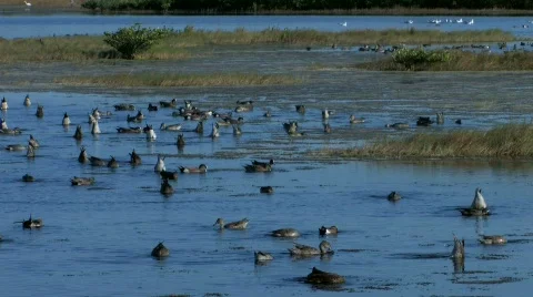Waterfowl feeding at dusk in Florida coastal marsh Stock Footage