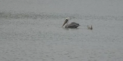 Waterfowl Floating Stock Footage 13224929