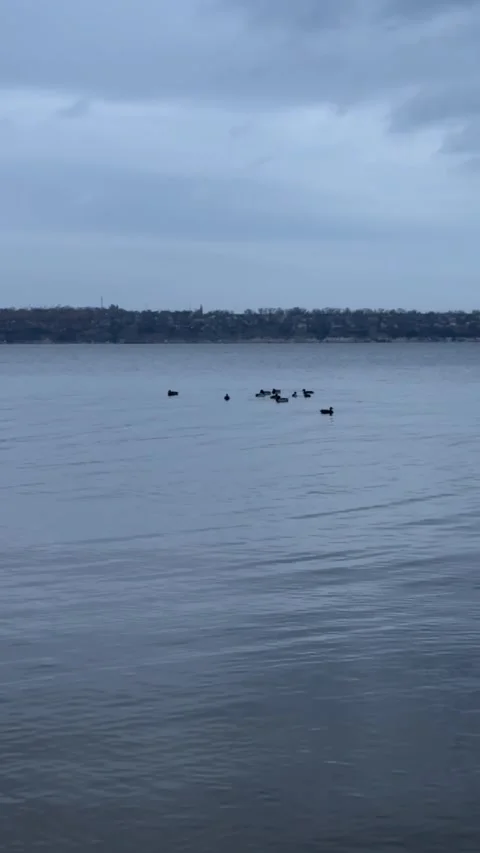 Waterfowl Floating On Grey Water Stock Footage 322782571