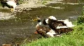 Waterfowl HD Footage