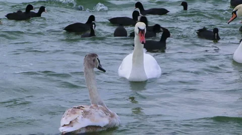 Waterfowl Stock Footage