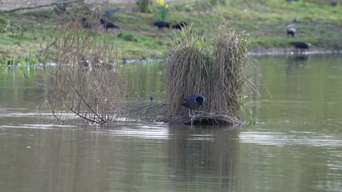 Waterfowl Stock Footage 237865309