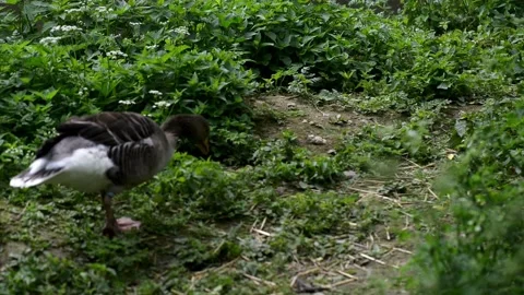 Waterfowl genus Anser includes grey geese and white geese. It belongs to true Stock Footage 195601851