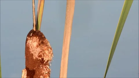 Waterfowl Habitat Stock Footage 219483716