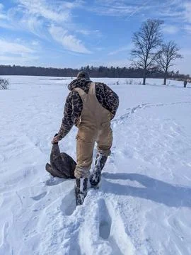 Waterfowl hunter walking through a deep snowy field carrying a Canada goose Foto stock