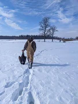 Waterfowl hunter walking through a deep snowy field carrying a Canada goose Foto stock
