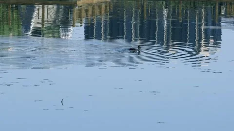 A waterfowl on the lake Stock Footage 258111358