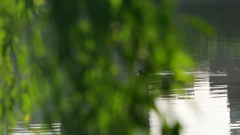 Waterfowl on the lake Vídeo Stock 258112010