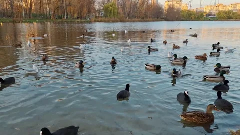 Waterfowl on the lake. Three types of waterfowl - ducks, gulls and coots Stock Footage 321971253