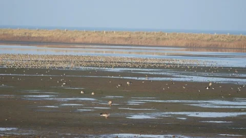 Waterfowl in mudflats 스톡 동영상 171975203