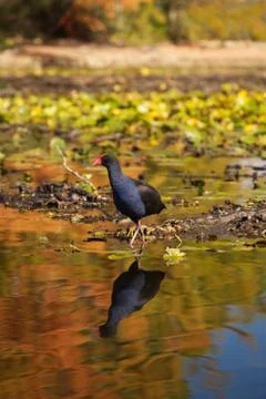 Waterfowl Stock Photos
