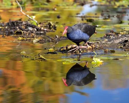 Waterfowl 写真素材