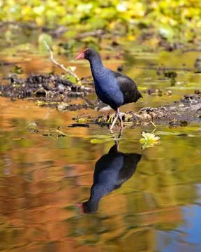 Waterfowl Stock Photos