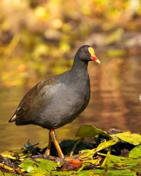 Waterfowl Stock Photos