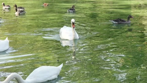 Waterfowl on the pond Stock Footage 95685380