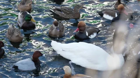 Waterfowl in the pond. Video stock 234504615