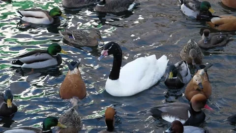 Waterfowl in the pond. Stock Footage 234504710