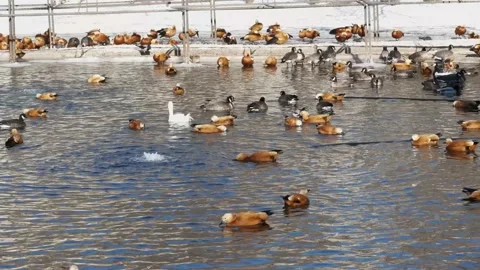 Waterfowl in the pond. Stock Footage 234504713