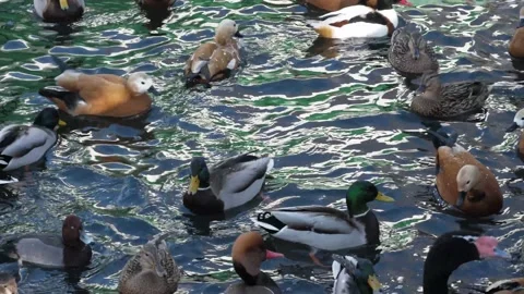 Waterfowl in the pond. Stock Footage 234504719