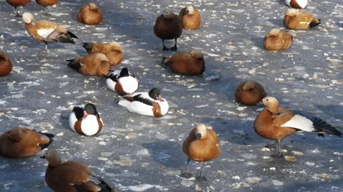 Waterfowl in the pond. Video stock 234504754