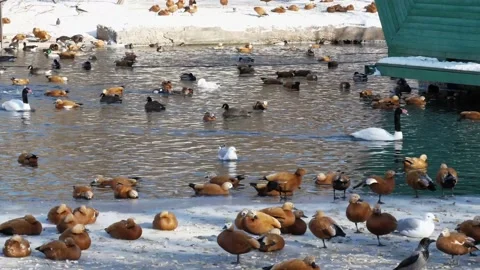 Waterfowl in the pond. Stock Footage 234504755