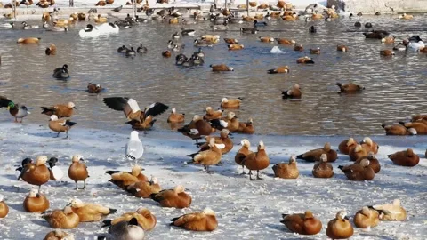 Waterfowl in the pond. Stock Footage 234504760