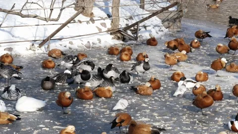 Waterfowl in the pond. Stock Footage 234504762